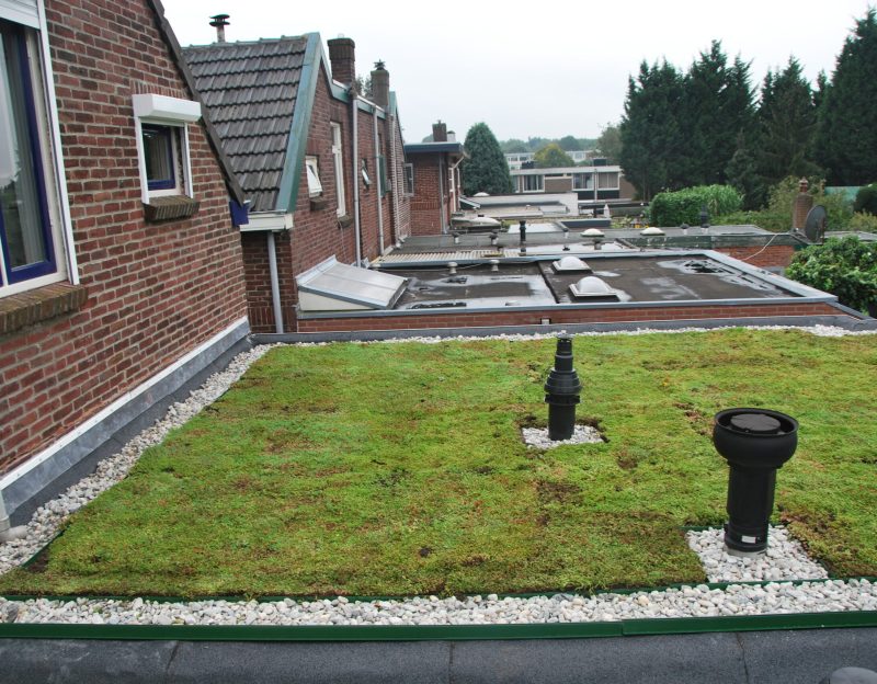 Sempergreen groene daken (3)