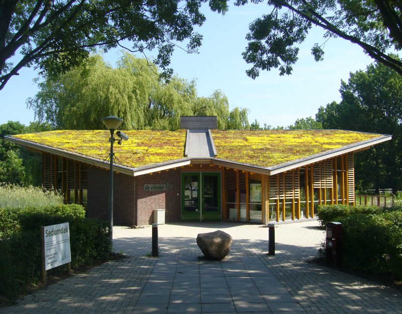 Sempergreen groene daken (5)